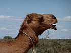 head of a camel