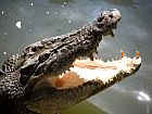 crocodile with open mouth