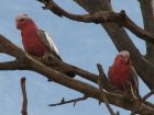 pink cockatoos in a tree