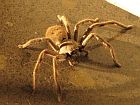 a brown spider