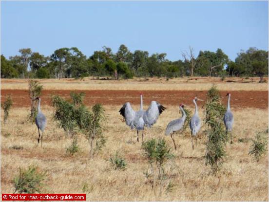 The dancing Brolga - a wonderful Australian Bird