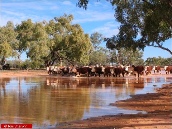 Kilcowera station - Explore a running cattle station on your Queensland ...