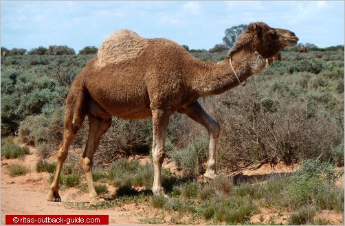 Australian camels - History and Facts