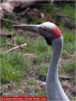 The dancing Brolga - a wonderful Australian Bird