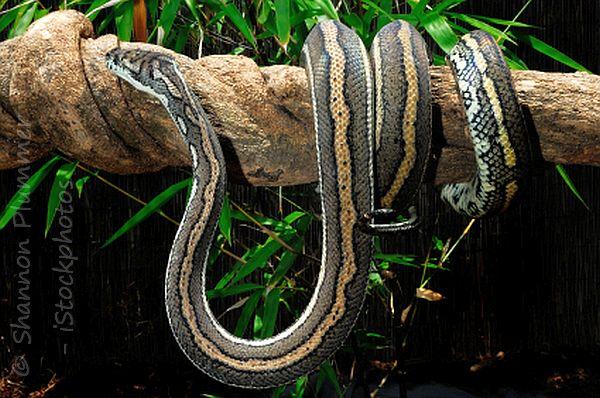 Australian Snakes Facts You Want To Know About Snakes In Australia